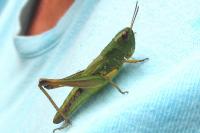 Pseudochorthippus parallelus