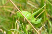Leptophyes punctatissima