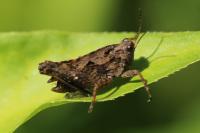 Tetrix undulata