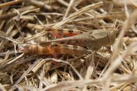 Calliptamus italicus