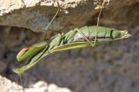 Mantis religiosa