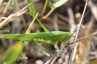 Ruspolia nitidula nitidula