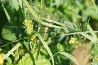 Tettigonia viridissima