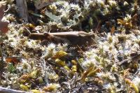 Aiolopus strepens