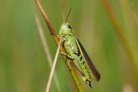 Stethophyma grossum