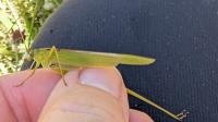 Phaneroptera falcata