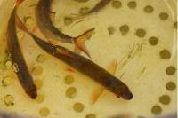 Rutilus rutilus
