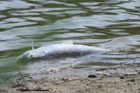Esox lucius