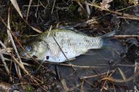 Cyprinus carpio
