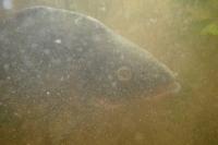 Cyprinus carpio