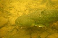 Silurus glanis