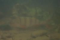 Perca fluviatilis
