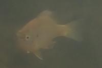 Lepomis gibbosus