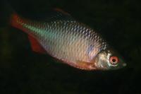 Rhodeus amarus