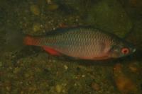 Rhodeus amarus