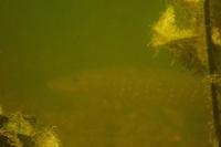 Esox lucius