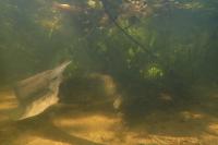 Silurus glanis