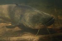 Silurus glanis