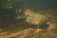 Silurus glanis