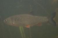 Squalius cephalus