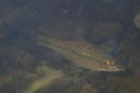 Pseudorasbora parva