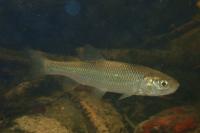Squalius cephalus