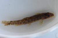 Barbatula barbatula
