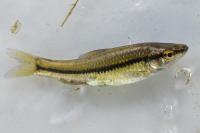 Pseudorasbora parva