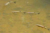 Squalius cephalus