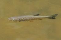 Squalius cephalus