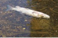 Squalius cephalus