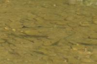 Rutilus rutilus