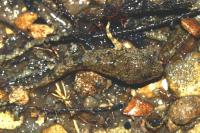 Cottus perifretum