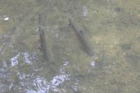 Squalius cephalus