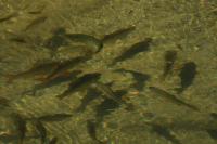 Rutilus rutilus