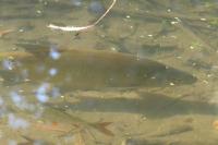 Abramis brama