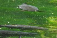 Cyprinus carpio