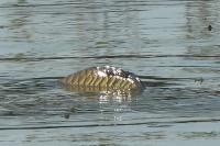 Cyprinus carpio