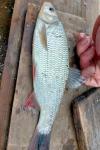 Leuciscus idus
