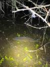 Cyprinus carpio