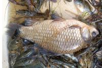 Carassius carassius