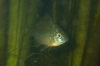 Lepomis gibbosus