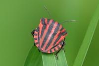 Graphosoma italicum