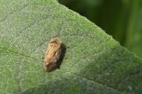 Philaenus spumarius