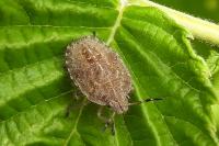 Dolycoris baccarum