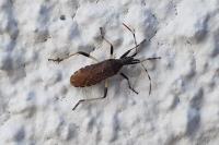 Dicranocephalus albipes