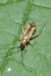 Campyloneura virgula