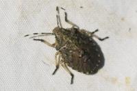 Rhaphigaster nebulosa