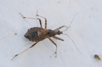 Himacerus apterus
