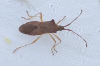 Gonocerus acuteangulatus
